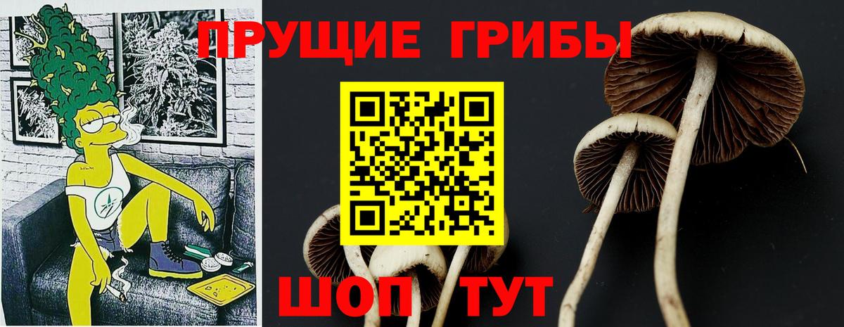 Псилоцибиновые грибы мицелий Кисловодск